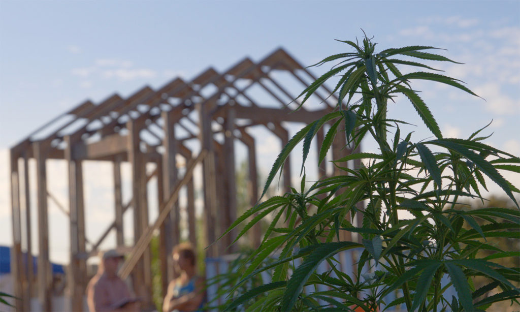 hemp plant with wood frame house